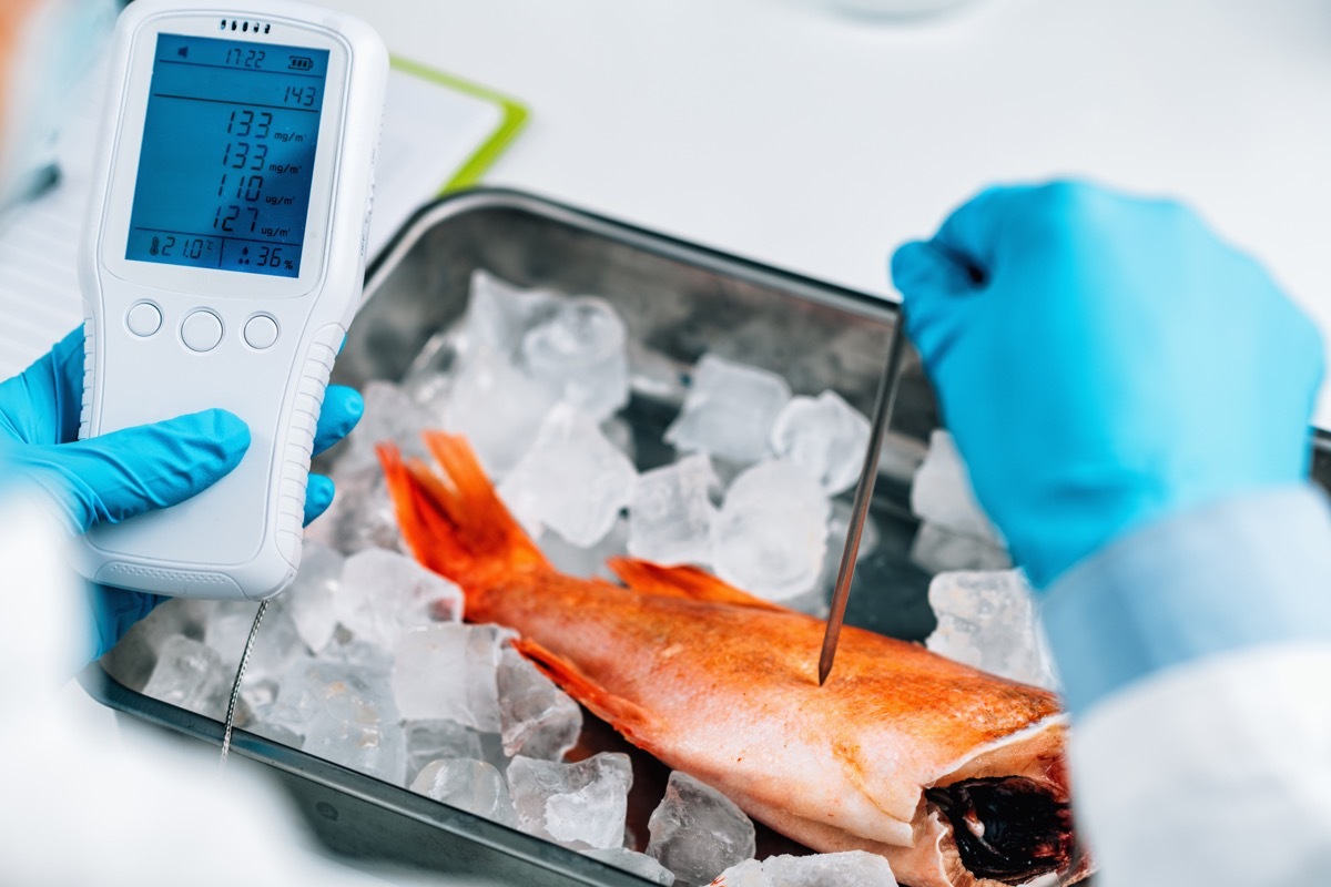 Fish Being Tested in a Lab