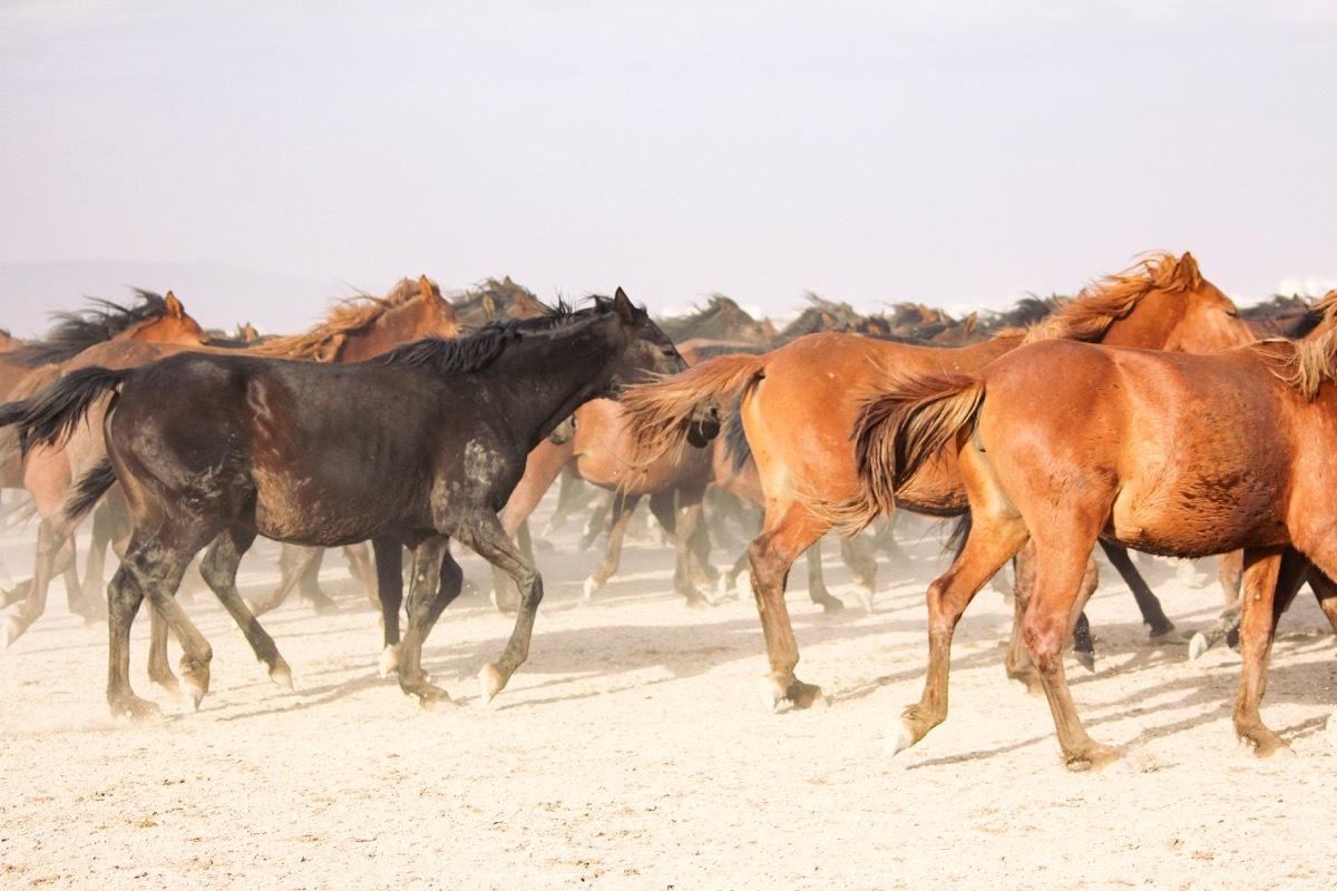 bunch of horses