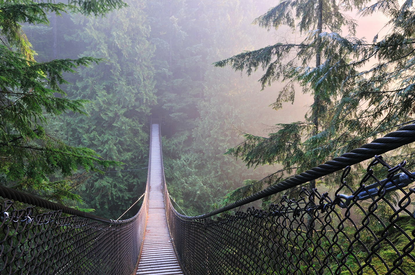 lynn canyon bridge hanging over the forest