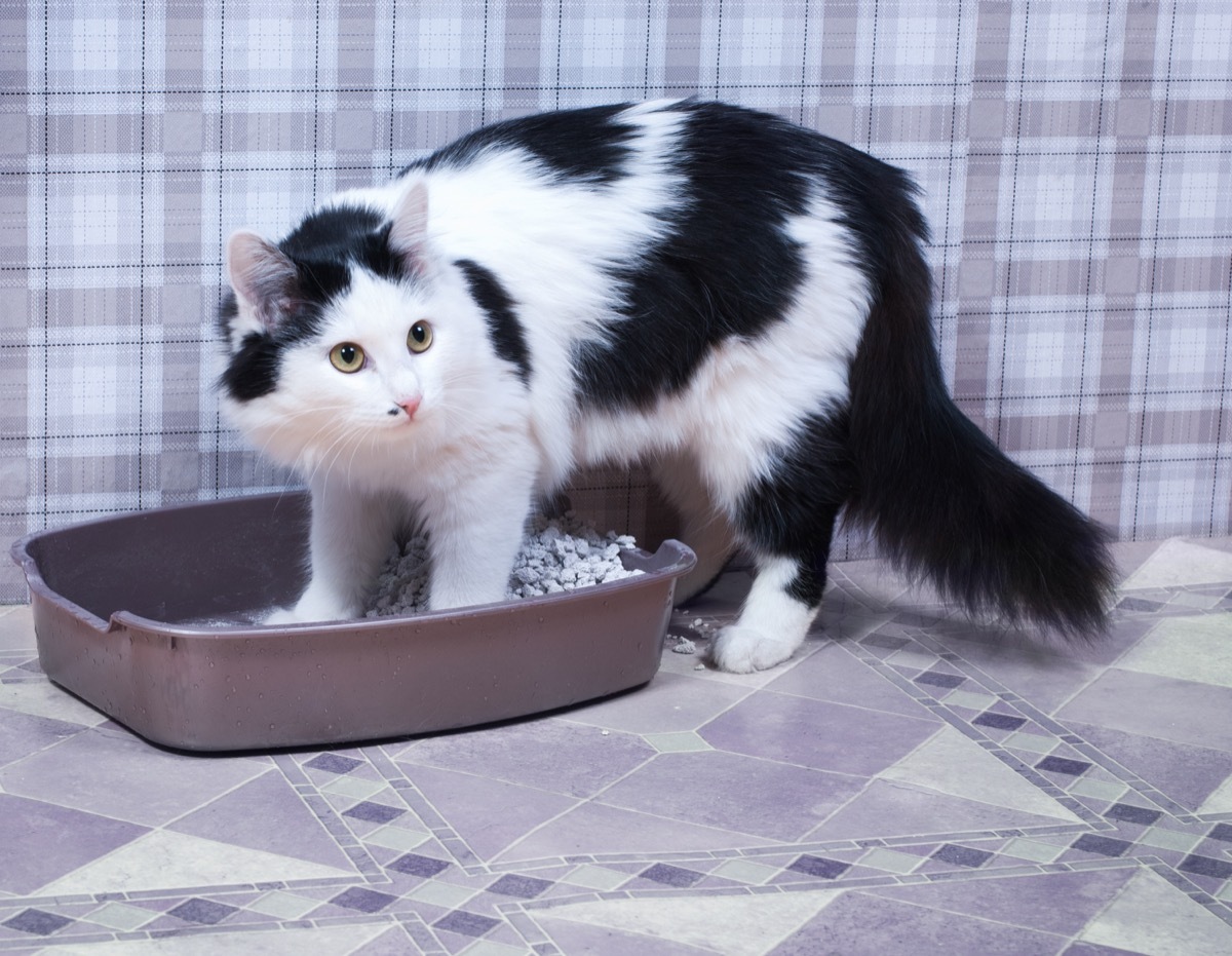 black and white cat in open litter box