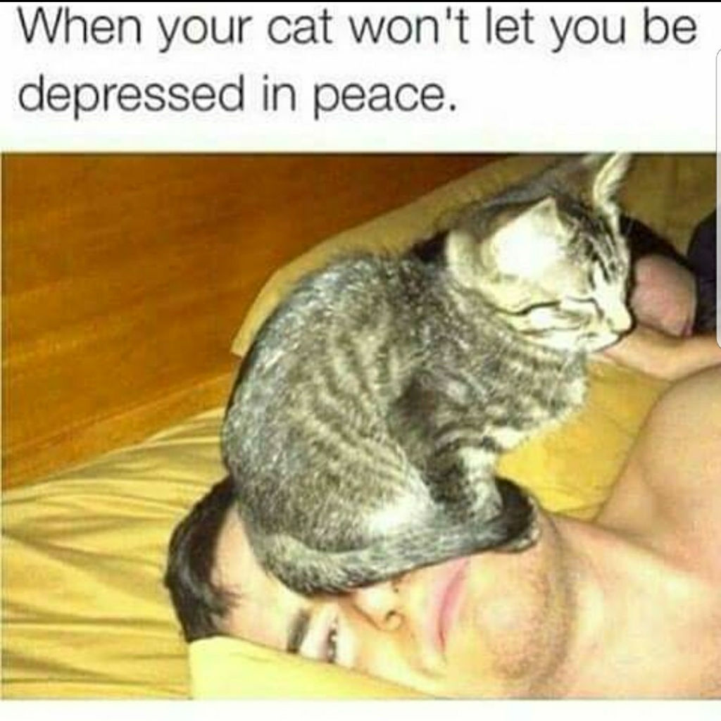 Depressed cat memes