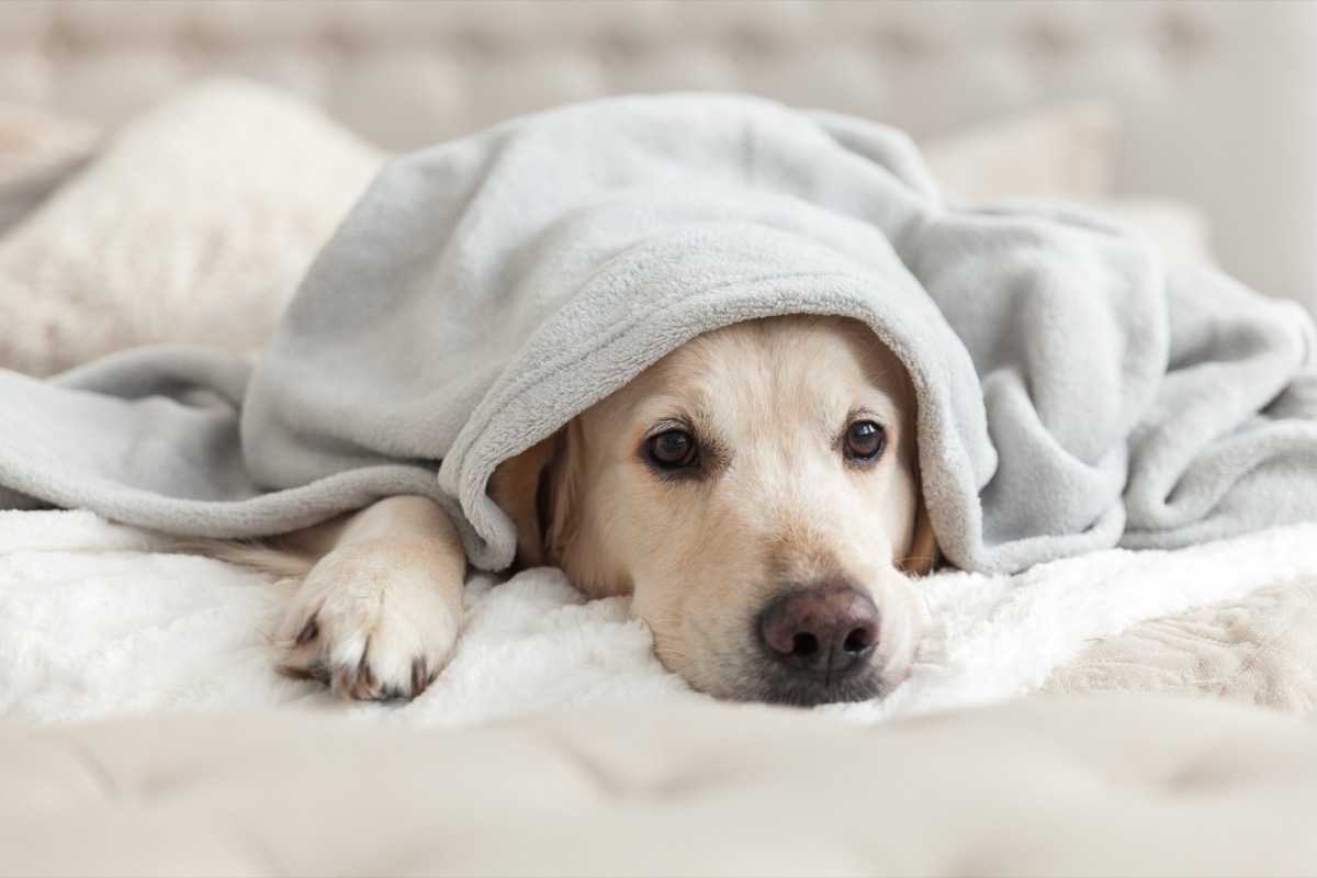 Cute dog under a blanket