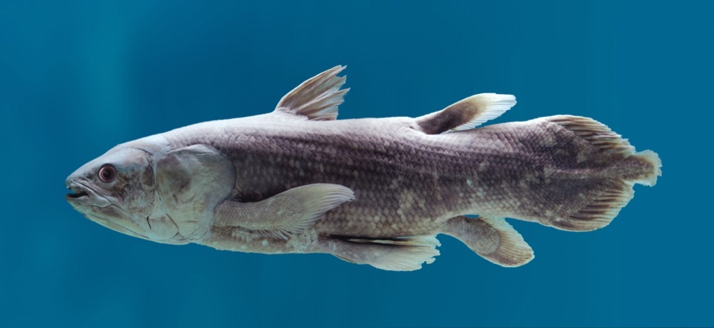 Coelacanth fish 30 oldest animals on earth