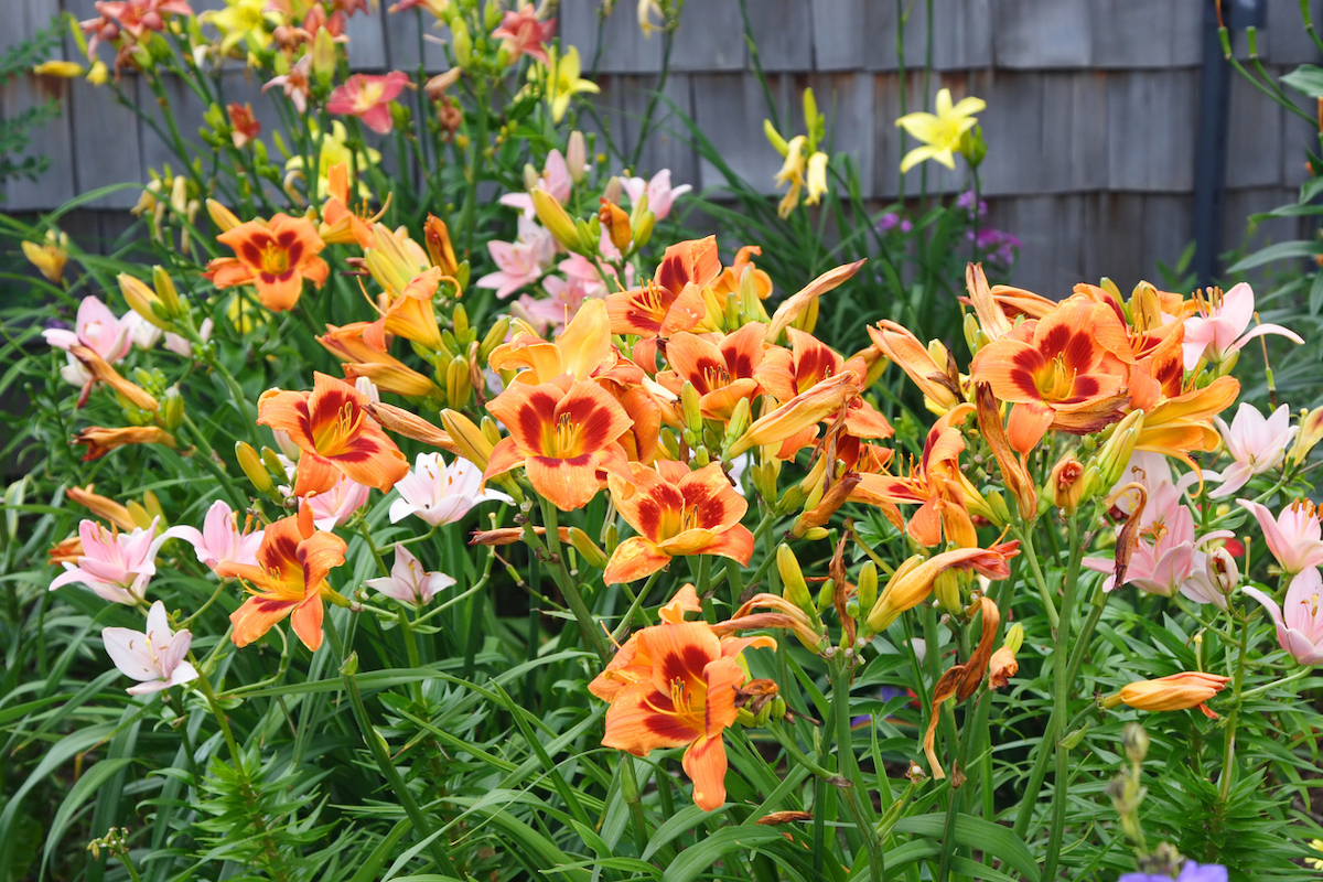 A garden of late summer flowering daylilies.