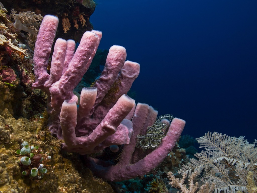 sea sponge 30 oldest animals on earth