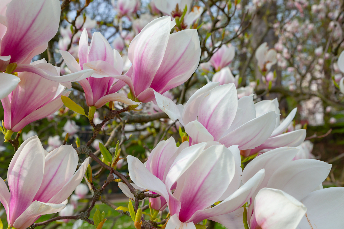 Closeup of pink and white flowers on a saucer magnolia tree