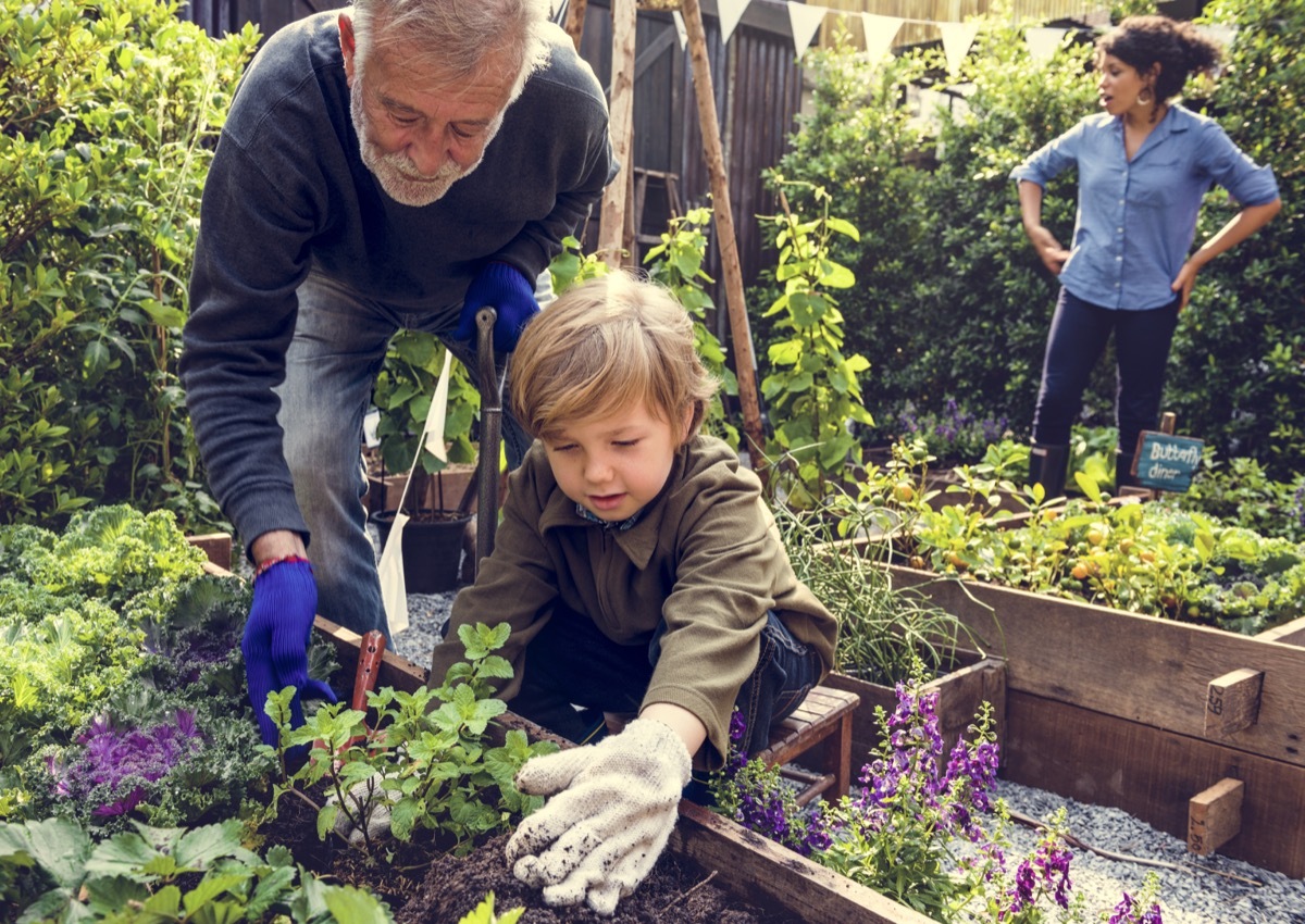 Older man and child planting in a garden together
