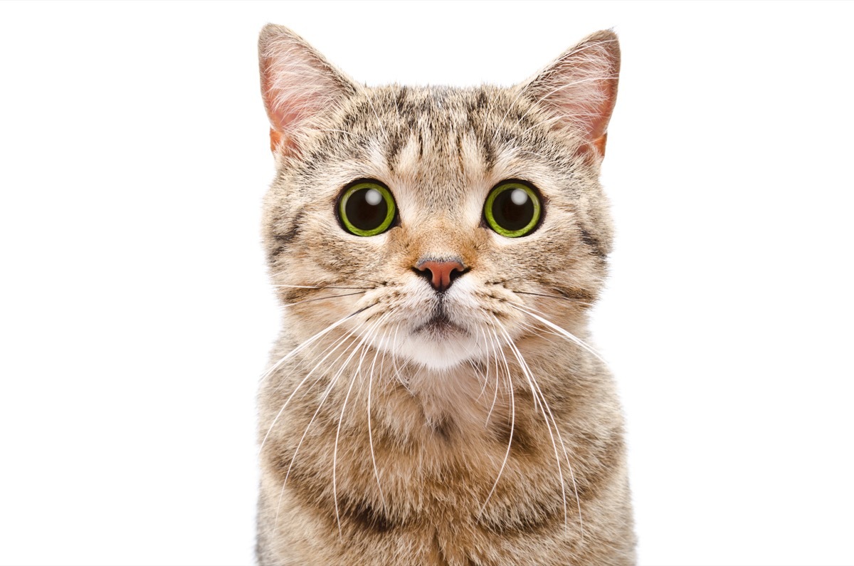 cat with big eyes - cat puns
