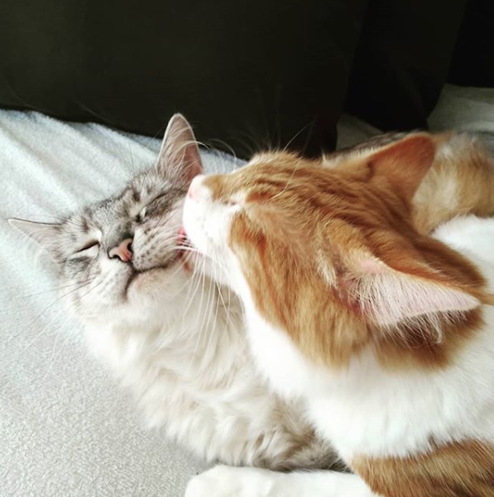 cats giving each other licks