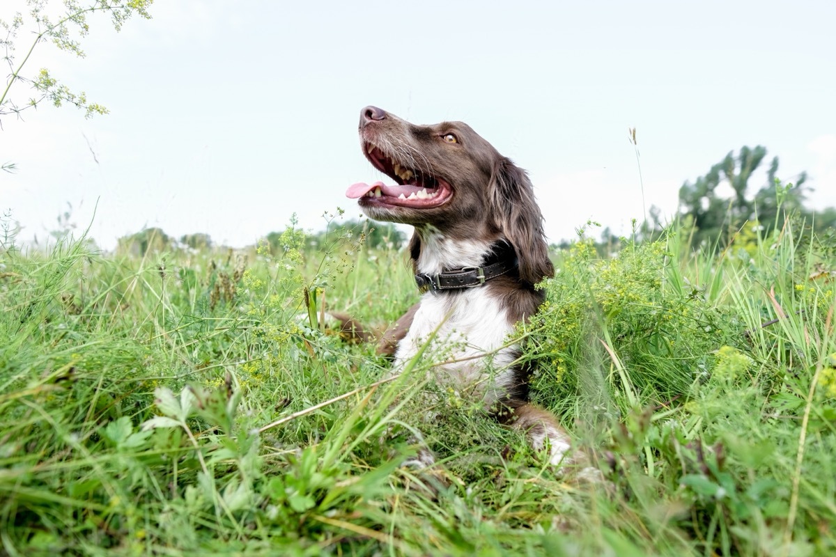 Russian brown spaniel in tall grass