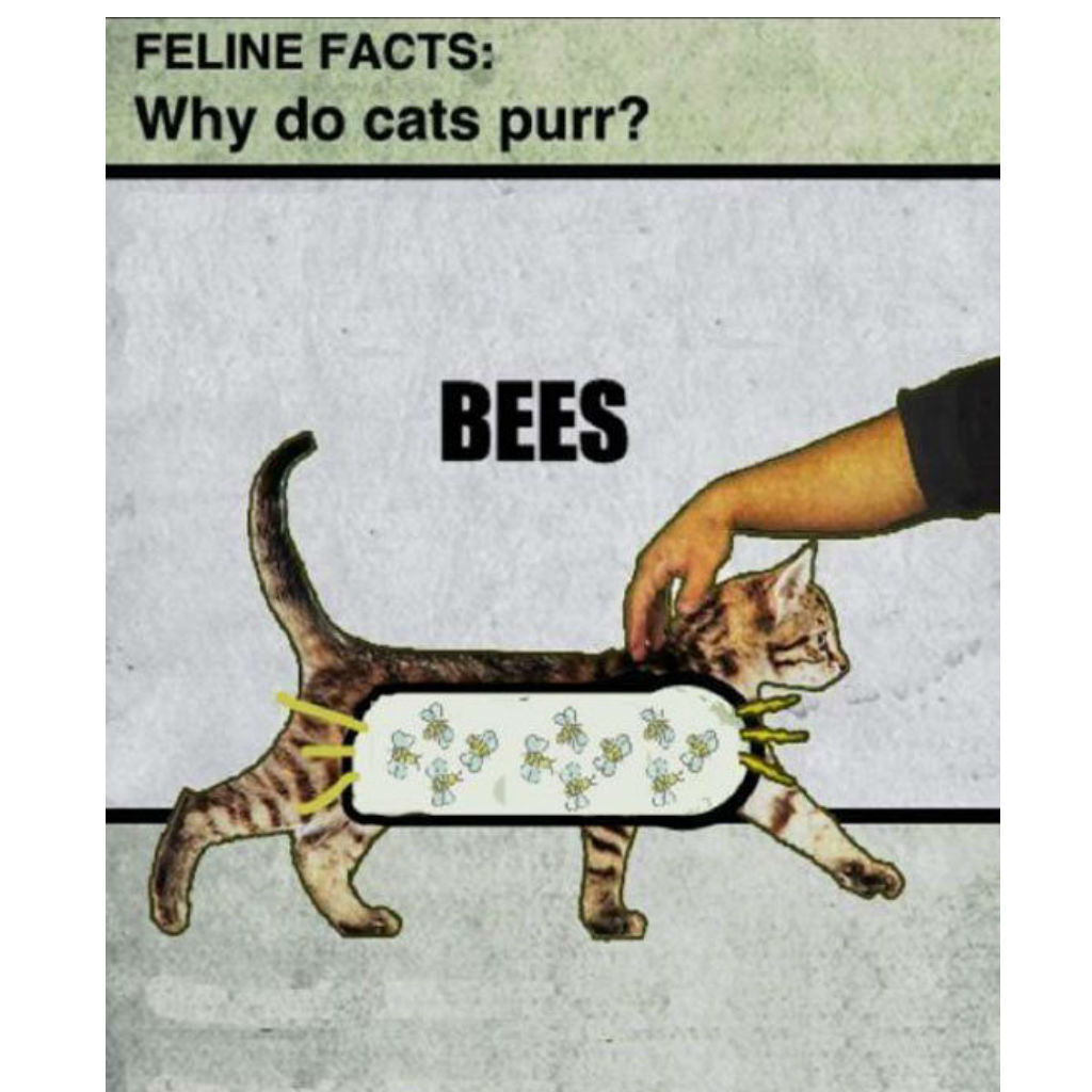 Bees cat memes